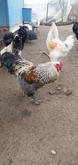 Vand cocosi Brahma si mix