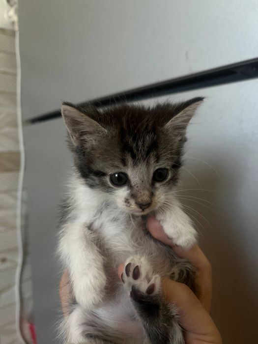 Отдам котят в добрые руки
