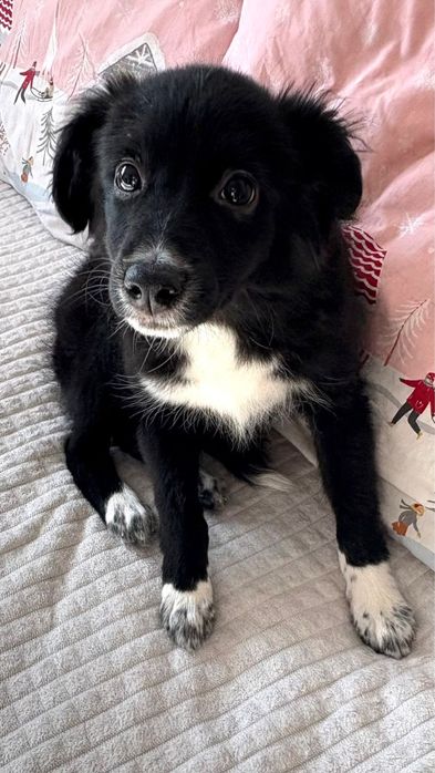 Ищем хозяев для милейшей девочки !