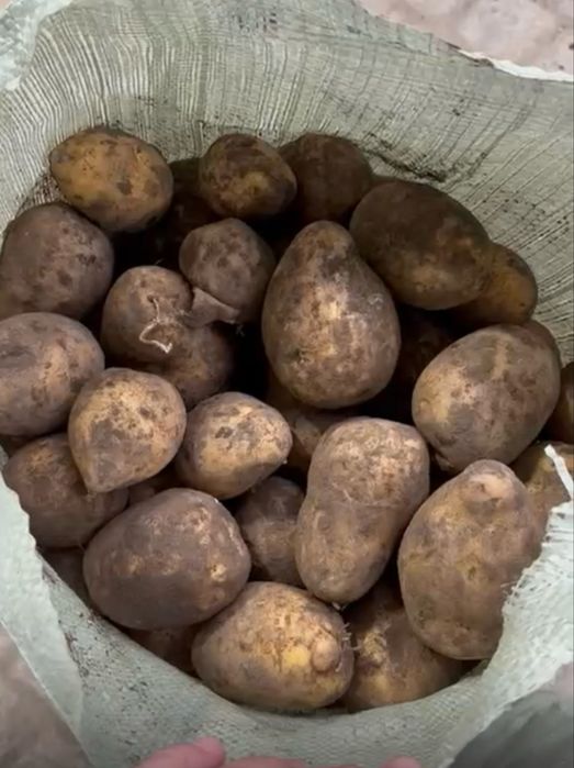 Продается картофель картошка сорт Гала