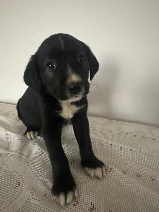 малки, сладки спенидори