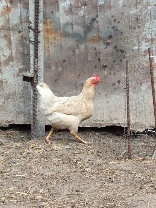 Куры несушки. Несуд даже зимой