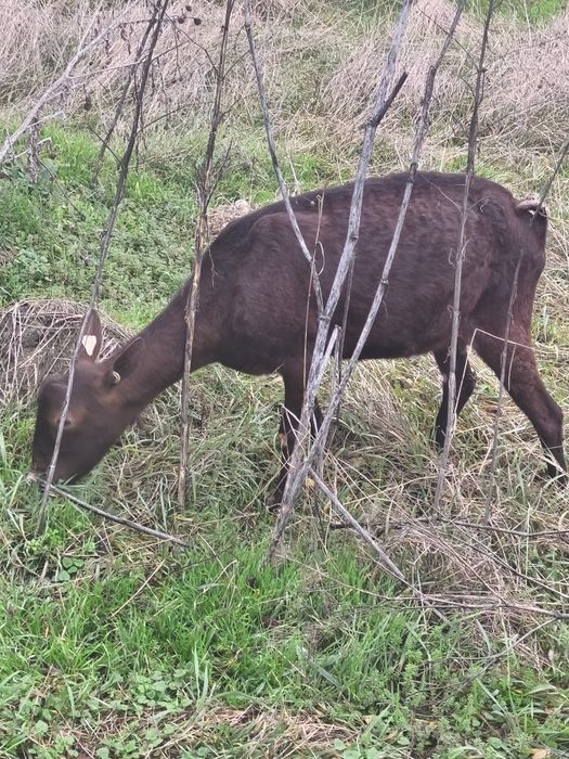 Schimb capra murciano Granadina