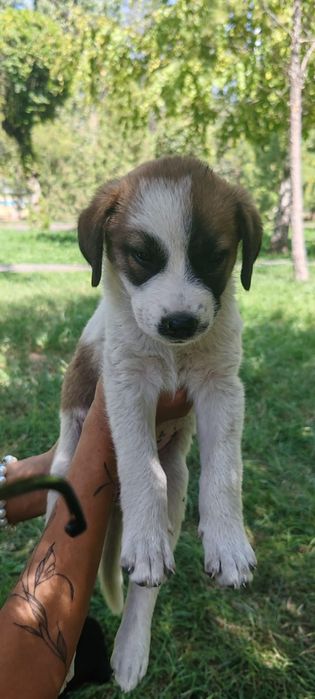 Отдам щенят в добрые руки