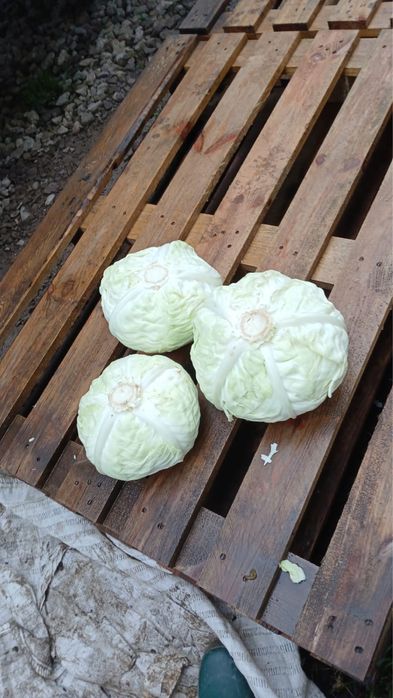 De vanzare Varza Gintama