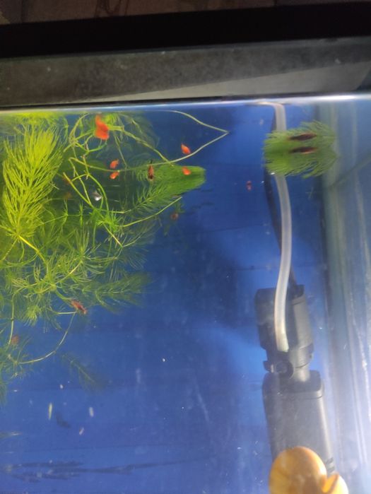 Michinotsi marishi