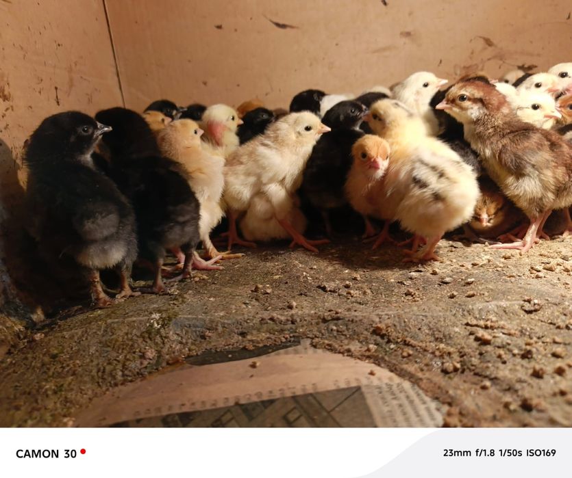 Циплята домашные