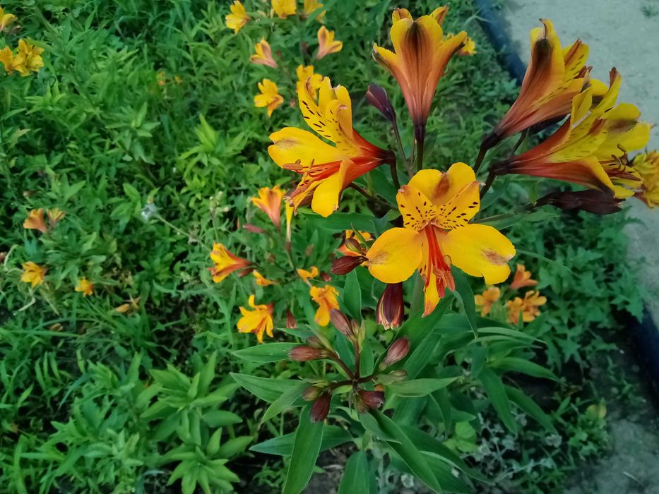 Алстромерия (розова, жълта и червена), момина сълза