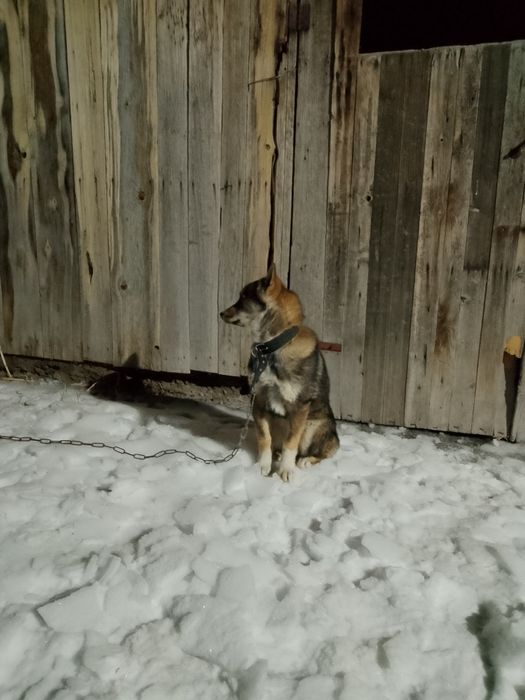 Продам лайку 3,5 месяца