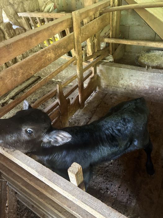 Ангус 20 кундык