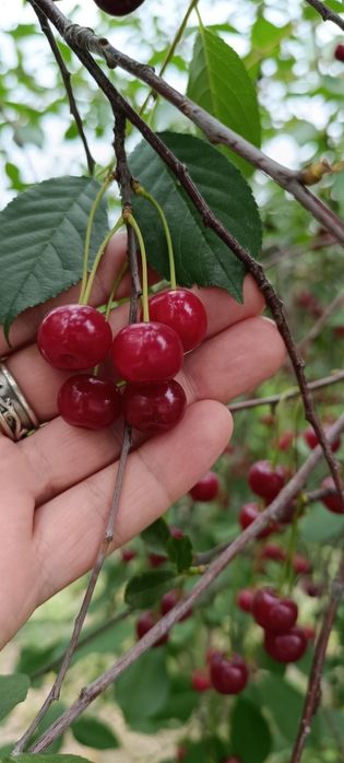 Продам саженцы ремонтантной малины