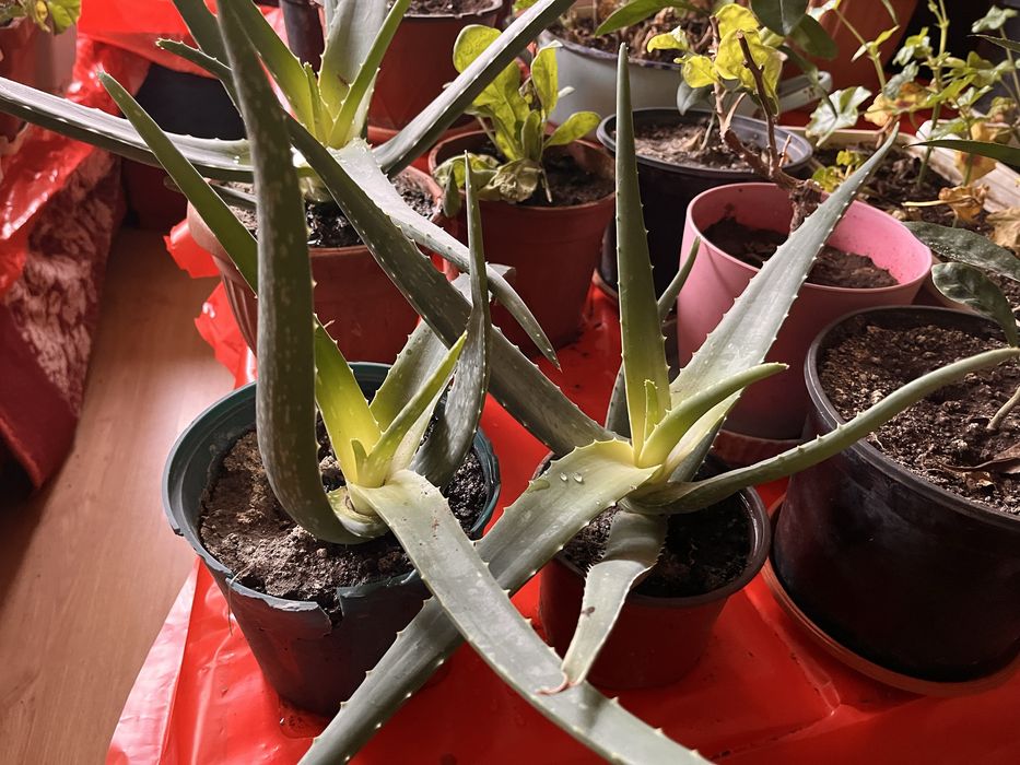 Алое вера - различни големини