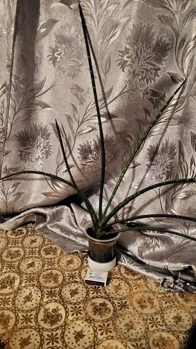 Цветов много, все хорошие