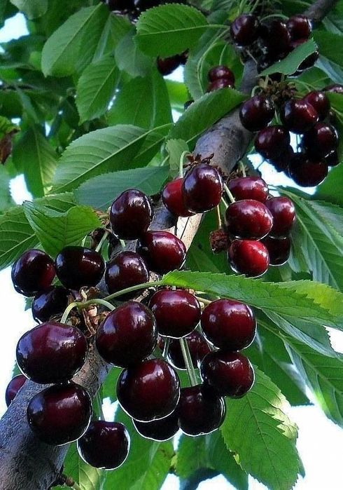 Продаёться Саженцы сортове