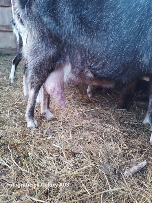 Vind Nobilă germană cu iezi