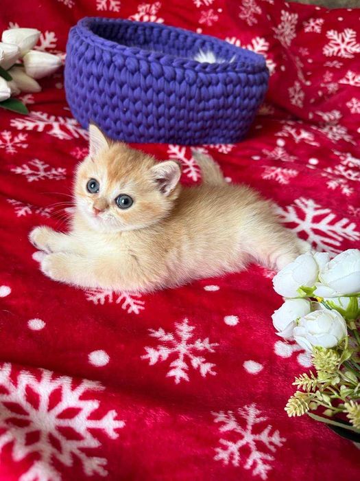 котята золотые шиншиллы
