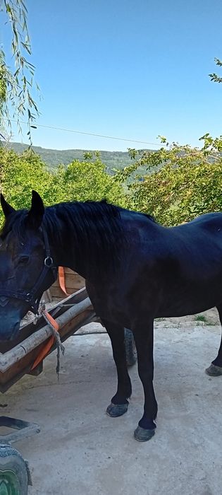 Vând iapa vârstă 7 ani corcitura frizian