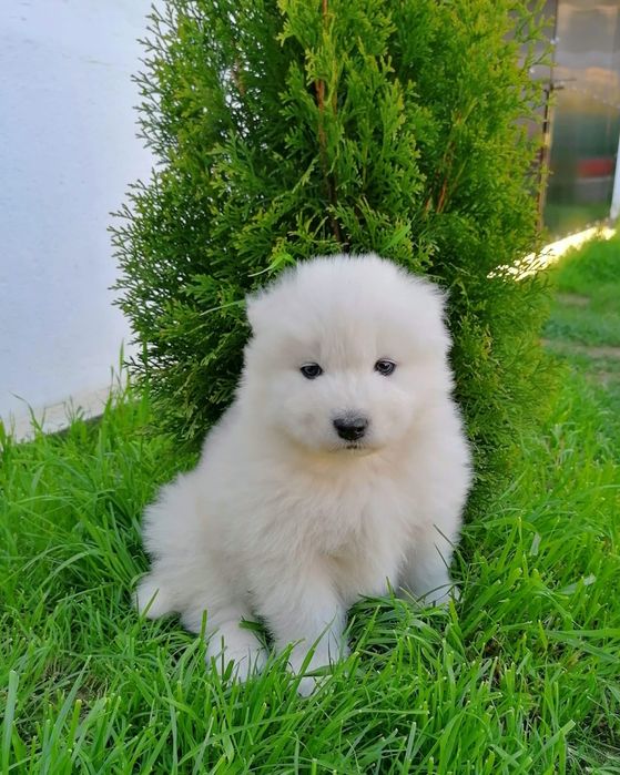 Pui samoyed. Femela