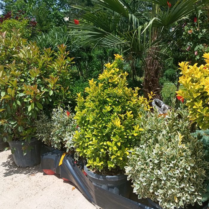 Gazon landshaft dizaynini