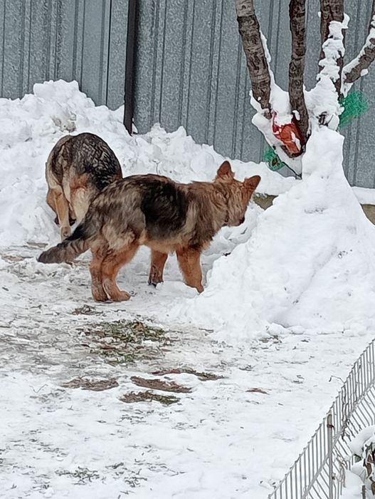 Немецкая овчарка