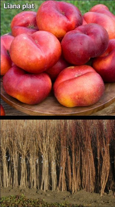 Meri-pomi fructiferi