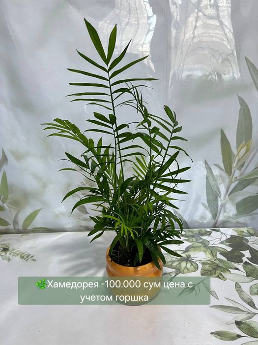 Эпипремнум, Рыбка, Пеперомия, Традесканция, Диффинбахия и др