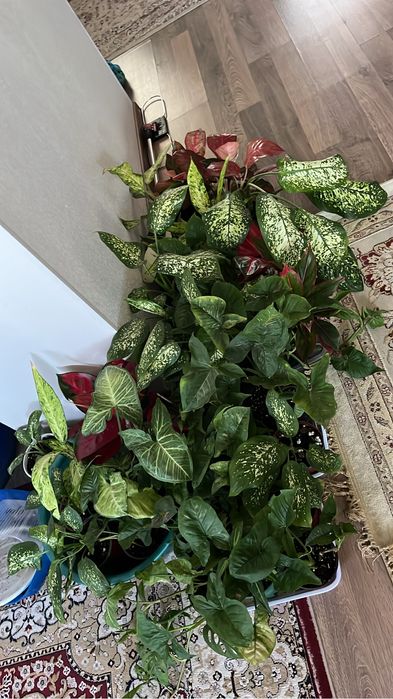 Диффенбахии домашние сортовые