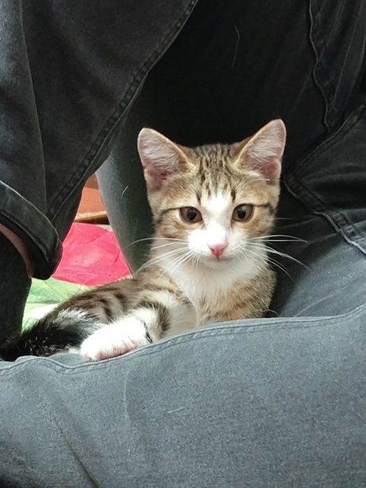 котенок 2,5 месяца