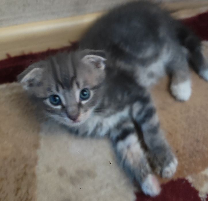 Котёнок мальчик .