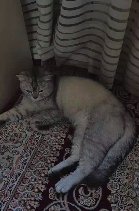 Mushuk british shorthair arzon