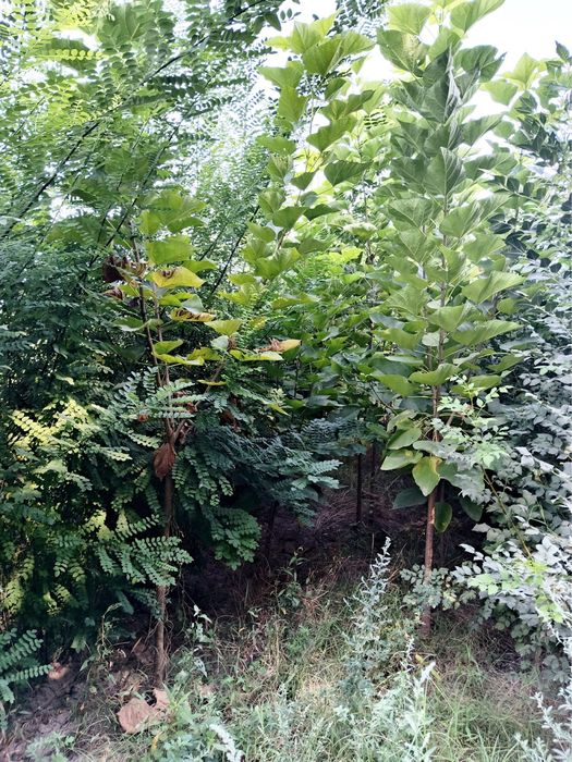 Mevalik va dekorativ kochatlar sotiladi dehqondi ozidan