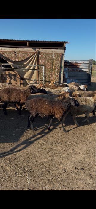 Продам баран 100 голов молодых