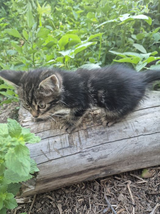 Отдам милых котят