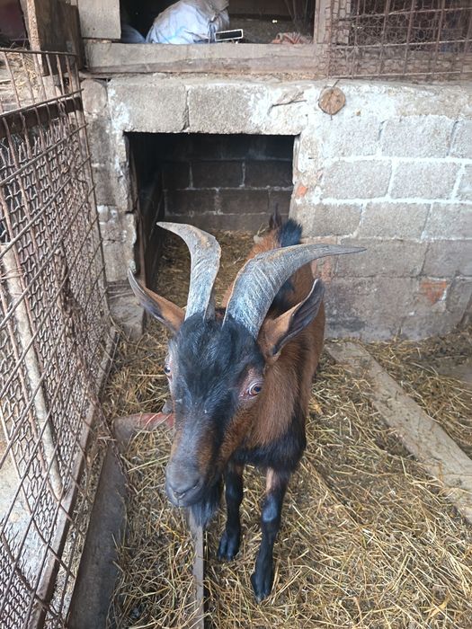 Vând țap , alpin francez