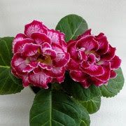 Сортовая махровая глоксиния