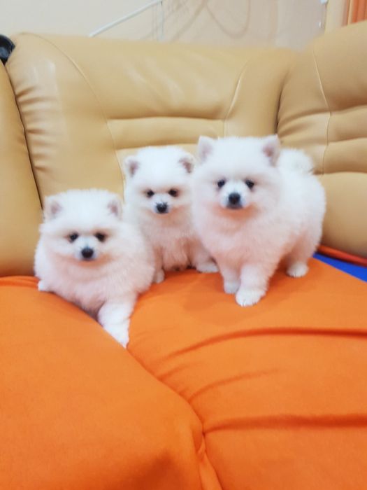 Померан померанчета Гр. София