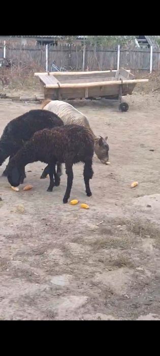 Vând o capra un berbec și o neluta