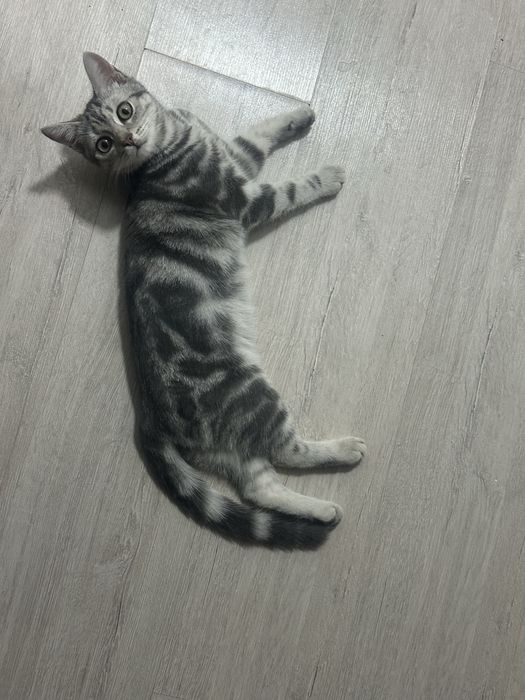 Шотландский прямоухий