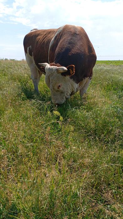 Taur pentru sacrificat sau monta