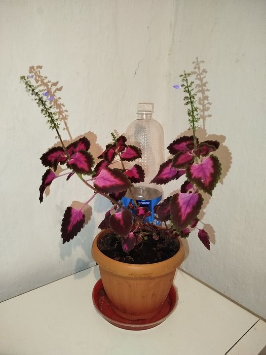 Хойя Белла и другие