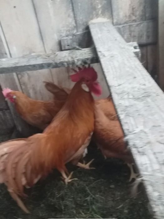 OUĂ de incubat italiana galben