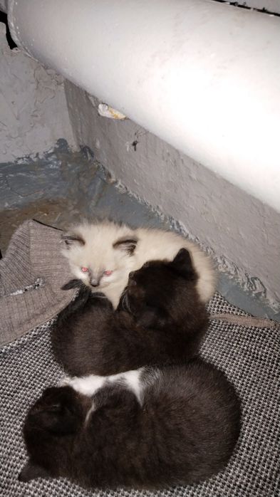 Котята в хорошие руки