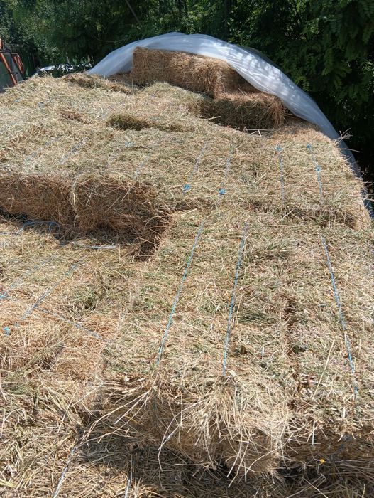 Baloți de lucernă