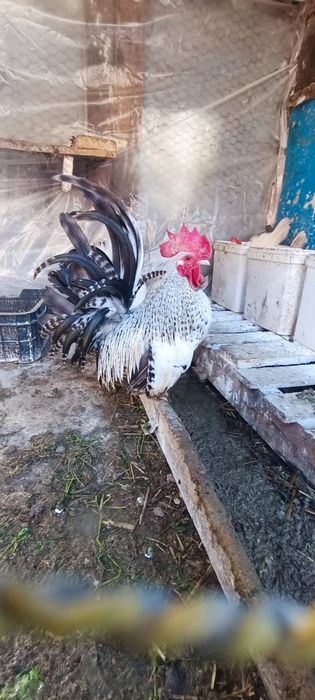 Chabo puisori si cocosei tineri