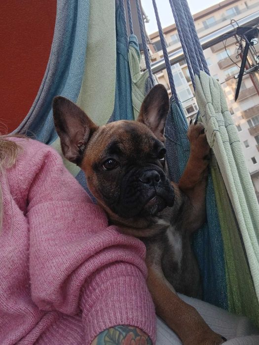 Bulldog francez femela