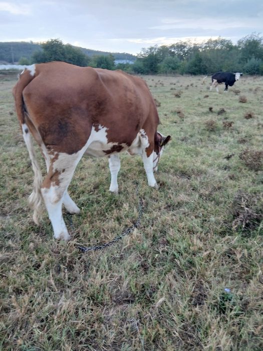 Vacă gestanta de vanzare