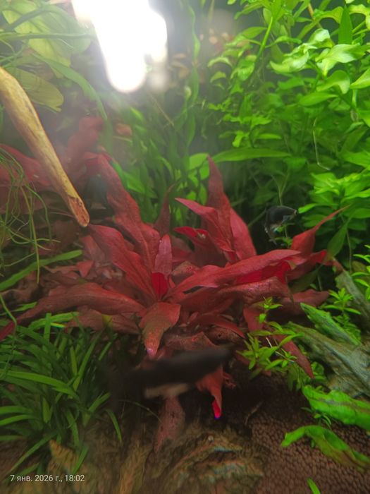 Растения для аквариума