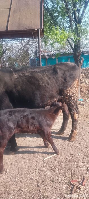 Vaca Angus de vanzare