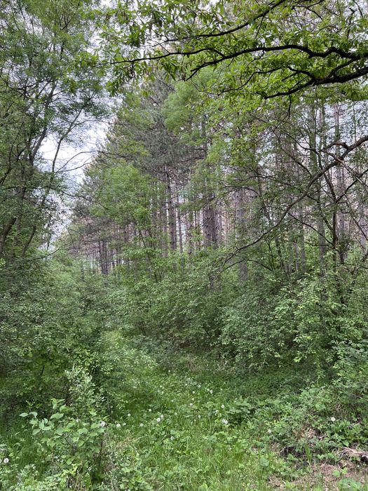 Продава се горска земя
