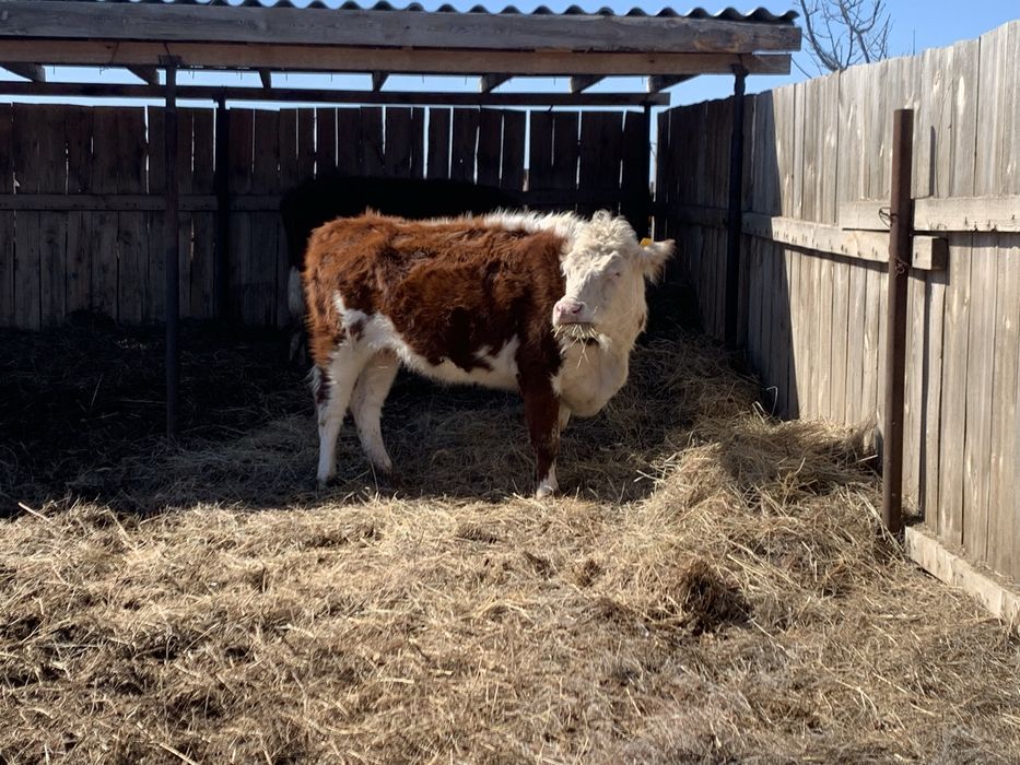 Кашар сатам 2,5 жаста қысыр